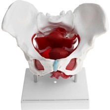 Bağ Kasları ve Organları ile Dişi Pelvis Modeli | Pelvis Iskelet Modeli | Insan Modelleri