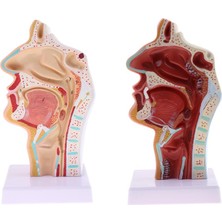 Anatomi 1: 1 Insan Nazal Ağız Boşluk Modeli ve Kontrast Modeli