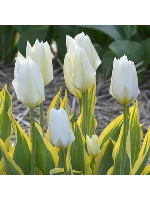 Day 25 Adet Beyaz Renk Lale Çiçeği Tohumu + 10 Adet Hediye Hollanda Gülü Çiçek Tohumu