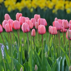 100 Adet Pembe Renk Lale Çiçeği Tohumu + 10 Adet Hediye Hollanda Gülü Çiçek Tohumu