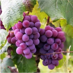 Açık Kök Cardinal Üzüm Fidanı 2 Yaş
