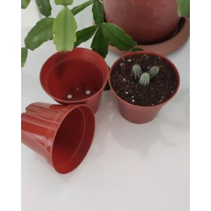Kaktüs & Sukulent Üretim Saksı 5,5 cm 100 Adet (5,5X50)