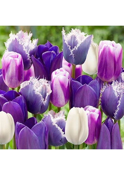 10 Adet Mor Renk Lale Çiçeği Tohumu + 10 Adet Hollanda Gülü Çiçek Tohumu