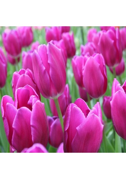 25 Adet Mor Renk Lale Çiçeği Tohumu + 10 Adet Hollanda Gülü Çiçek Tohumu