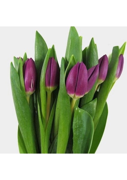 25 Adet Mor Renk Lale Çiçeği Tohumu + 10 Adet Hollanda Gülü Çiçek Tohumu