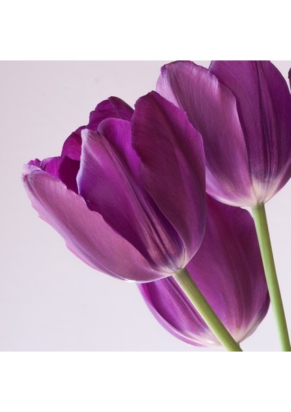 25 Adet Mor Renk Lale Çiçeği Tohumu + 10 Adet Hollanda Gülü Çiçek Tohumu