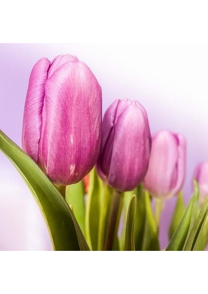50 Adet Mor Renk Lale Çiçeği Tohumu + 10 Adet Hollanda Gülü Çiçek Tohumu