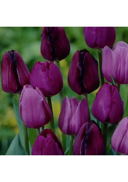 50 Adet Mor Renk Lale Çiçeği Tohumu + 10 Adet Hollanda Gülü Çiçek Tohumu