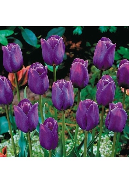 10 Adet Mor Renk Lale Çiçeği Tohumu + 10 Adet Hollanda Gülü Çiçek Tohumu