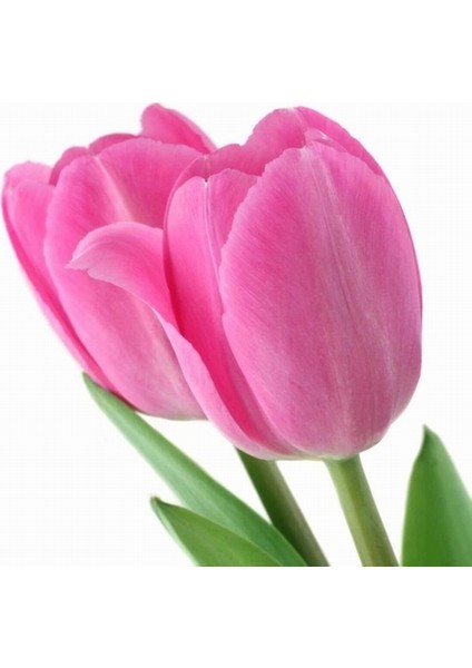 100 Adet Pembe Renk Lale Çiçeği Tohumu + 10 Adet Hediye Hollanda Gülü Çiçek Tohumu