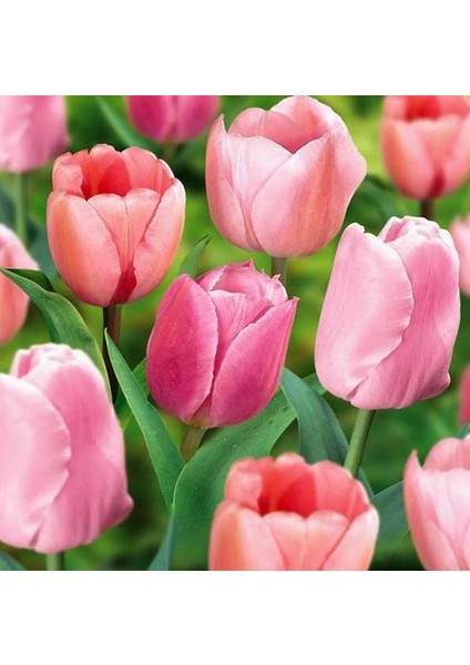 50 Adet Pembe Renk Lale Çiçeği Tohumu + 10 Adet Hediye Hollanda Gülü Çiçek Tohumu