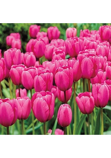 10 Adet Pembe Renk Lale Çiçeği Tohumu + 10 Adet Hediye Hollanda Gülü Çiçek Tohumu