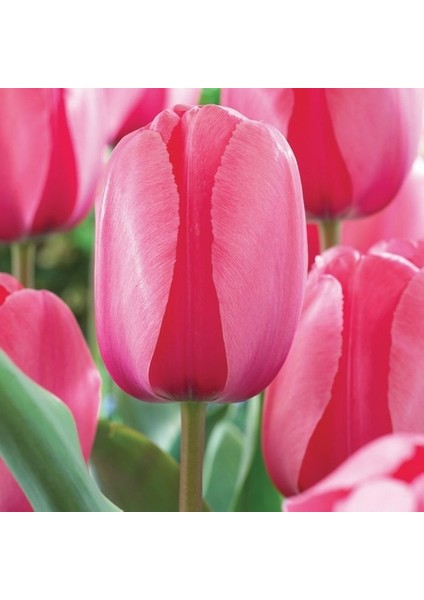 25 Adet Pembe Renk Lale Çiçeği Tohumu + 10 Adet Hediye Hollanda Gülü Çiçek Tohumu