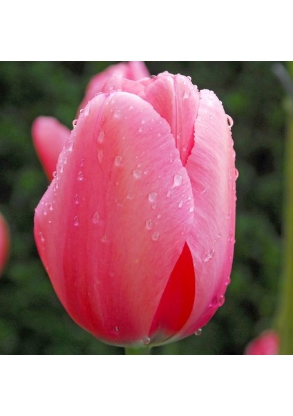 10 Adet Pembe Renk Lale Çiçeği Tohumu + 10 Adet Hediye Hollanda Gülü Çiçek Tohumu