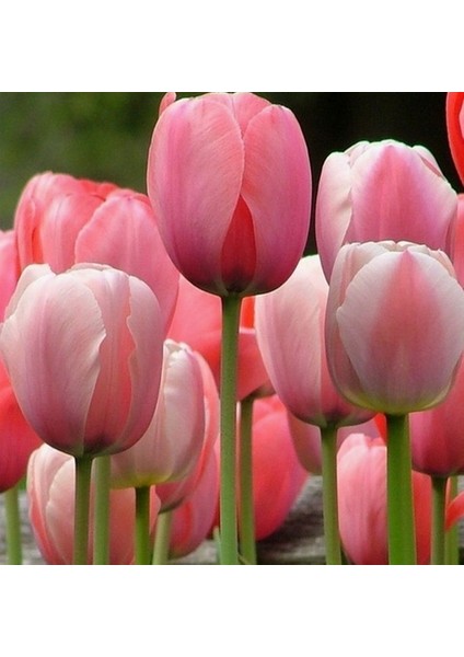 10 Adet Pembe Renk Lale Çiçeği Tohumu + 10 Adet Hediye Hollanda Gülü Çiçek Tohumu
