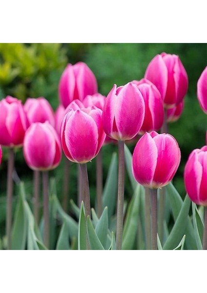 10 Adet Pembe Renk Lale Çiçeği Tohumu + 10 Adet Hediye Hollanda Gülü Çiçek Tohumu