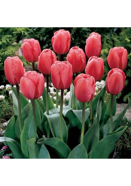 10 Adet Pembe Renk Lale Çiçeği Tohumu + 10 Adet Hediye Hollanda Gülü Çiçek Tohumu