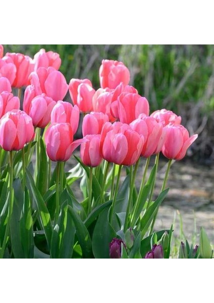 25 Adet Pembe Renk Lale Çiçeği Tohumu + 10 Adet Hediye Hollanda Gülü Çiçek Tohumu