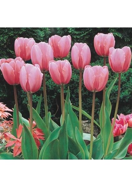50 Adet Pembe Renk Lale Çiçeği Tohumu + 10 Adet Hediye Hollanda Gülü Çiçek Tohumu
