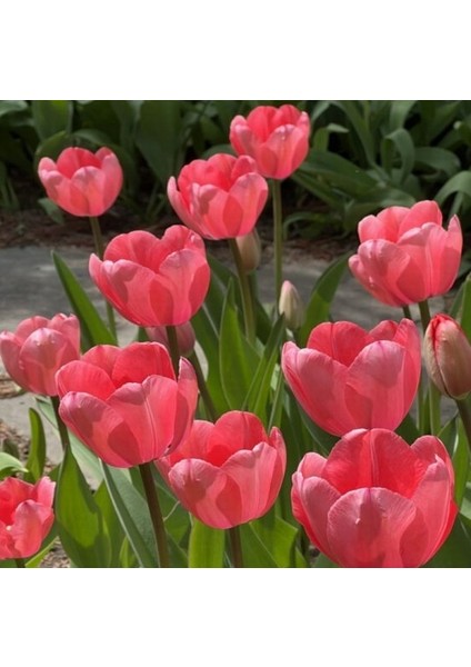 10 Adet Pembe Renk Lale Çiçeği Tohumu + 10 Adet Hediye Hollanda Gülü Çiçek Tohumu