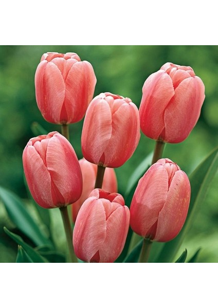 100 Adet Pembe Renk Lale Çiçeği Tohumu + 10 Adet Hediye Hollanda Gülü Çiçek Tohumu