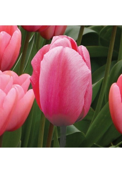 100 Adet Pembe Renk Lale Çiçeği Tohumu + 10 Adet Hediye Hollanda Gülü Çiçek Tohumu