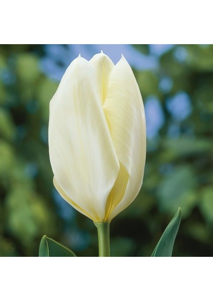 100 Adet Beyaz Renk Lale Çiçeği Tohumu + 10 Adet Hediye Hollanda Gülü Çiçek Tohumu