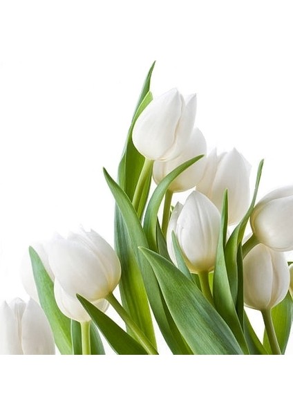 25 Adet Beyaz Renk Lale Çiçeği Tohumu + 10 Adet Hediye Hollanda Gülü Çiçek Tohumu