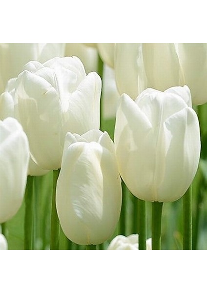 50 Adet Beyaz Renk Lale Çiçeği Tohumu + 10 Adet Hediye Hollanda Gülü Çiçek Tohumu