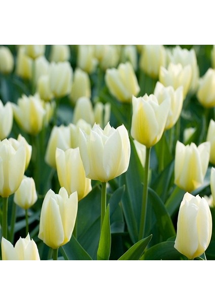 25 Adet Beyaz Renk Lale Çiçeği Tohumu + 10 Adet Hediye Hollanda Gülü Çiçek Tohumu