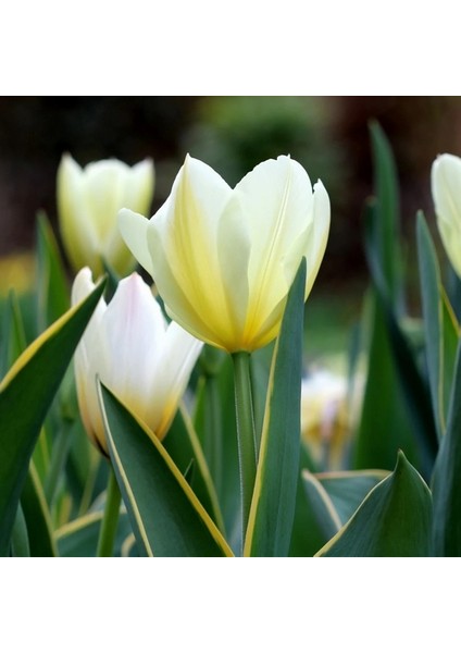 25 Adet Beyaz Renk Lale Çiçeği Tohumu + 10 Adet Hediye Hollanda Gülü Çiçek Tohumu