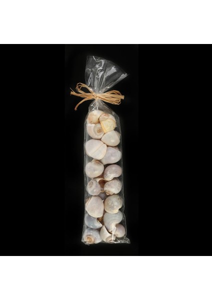 Dekroatif Kabuklar 33CM