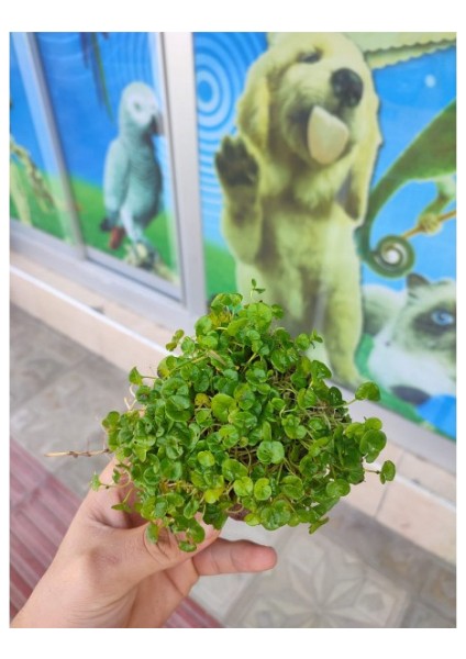 Dichondra Repens "kayaya Tutturulmuş"