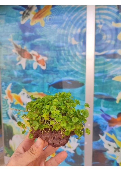 Dichondra Repens "kayaya Tutturulmuş" modelleri