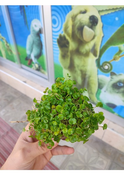 Dichondra Repens "kayaya Tutturulmuş" fırsatları