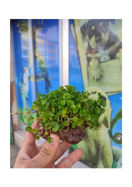 Repens "dichondra Repens"mango Köküne Sarılı Kök Boy : 10 cm Civarı fiyatları