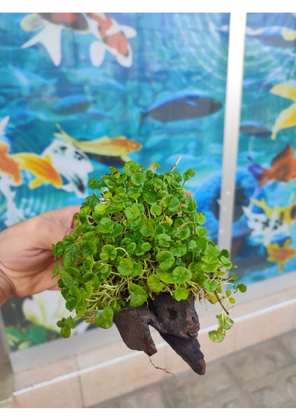Repens "dichondra Repens"mango Köküne Sarılı Kök Boy : 10 cm Civarı modelleri