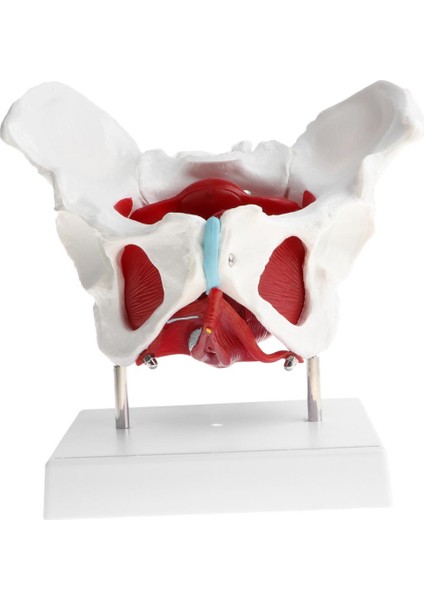 Bağ Kasları ve Organları ile Dişi Pelvis Modeli | Pelvis Iskelet Modeli | Insan Modelleri