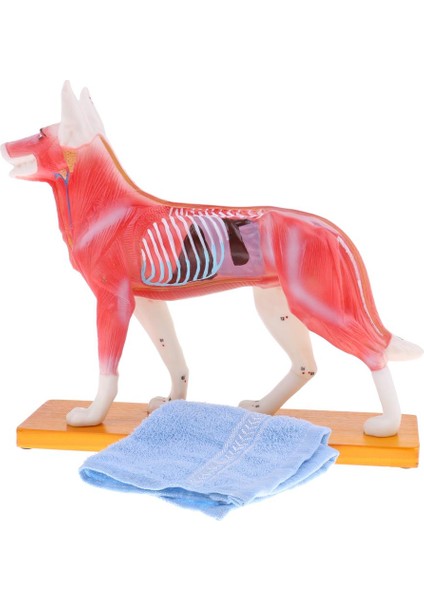 72 Puanla Köpek Modeli Profesyonel Öğretim Aracı Bilim Eğitimi