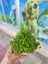 Dichondra Repens "kayaya Tutturulmuş" 1