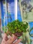 Repens "dichondra Repens"mango Köküne Sarılı Kök Boy : 10 cm Civarı 2