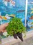 Repens "dichondra Repens"mango Köküne Sarılı Kök Boy : 10 cm Civarı 3