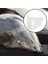 Kask Visor Ön Cam Lensi 562 Kolay Kurulumu Acc Clear (Yurt Dışından) 2