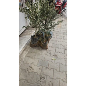 Dağkapı Botanik Zeytin Fidanı