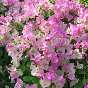 Sarılıcı Çift Renk Alyans Tırmanıcı Begonvil Sarmaşığı Fidanı( Gelinduvağı 1.5m Ila 2m Boy)