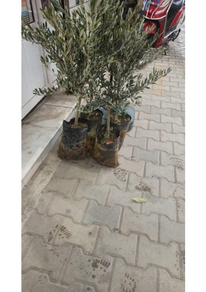 Zeytin Fidanı