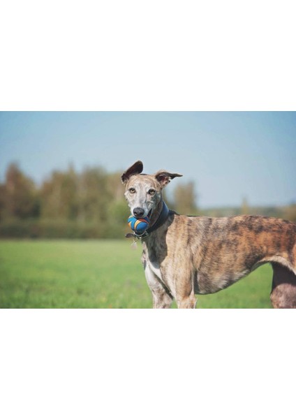 Chuckit! Utra Squeaker 2'li Sesli Köpek Oyun Topu (Orta Boy) fırsatları