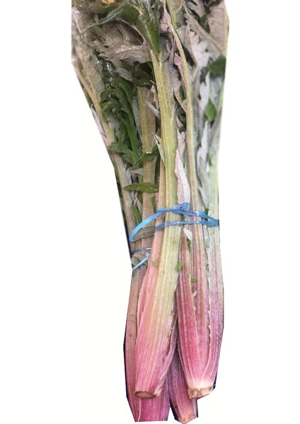 Taze Yaprak Enginar1 Bağ (2-3 Kök)