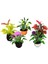 5pcs Strum Pot Plant Bebek Evi Minyatür Aksesuarları 1:30 (Yurt Dışından) 1