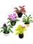 5pcs Strum Pot Plant Bebek Evi Minyatür Aksesuarları 1:30 (Yurt Dışından) 2